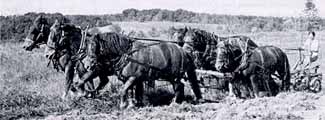 Horses Pulling Plow